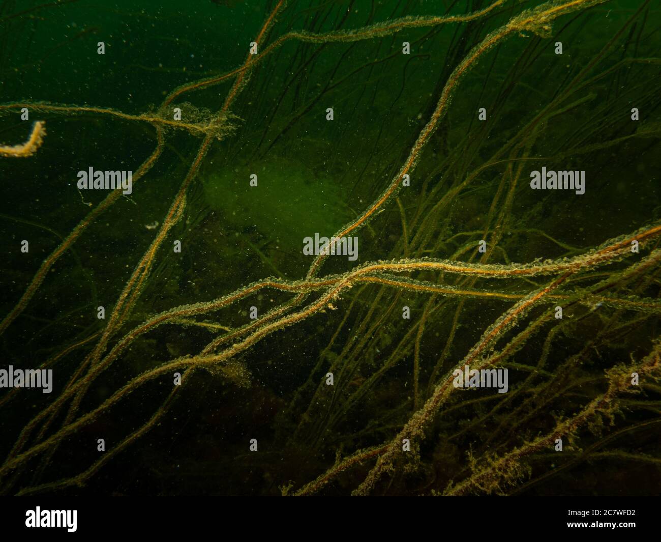 A beautiful underwater seascape. Cold green water and yellow seaweed. Picture from Oresund, Malmo in southern Sweden Stock Photo