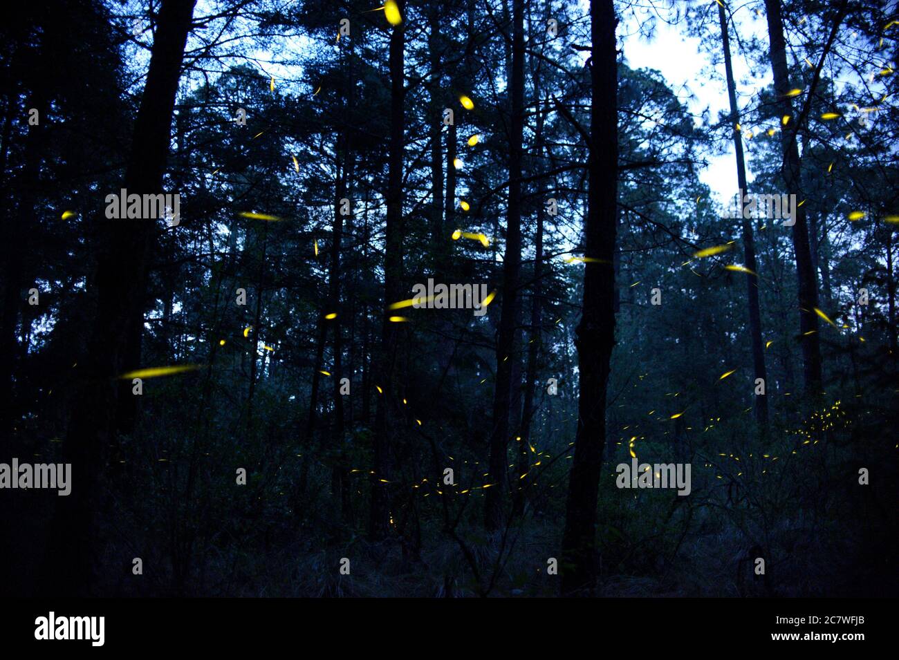 Nanacamilpa, Mexico. 18th July, 2020. Fireflies send light signals during the mating season. This year, the government of the state of Tlaxcala has cancelled firefly tourism in the nature reserve 'Santuario de las luciernagas' ('Sanctuary of the Fireflies') near Nanacamilpa due to the Corona pandemic. Credit: Jesus Alvarado/dpa/Alamy Live News Stock Photo