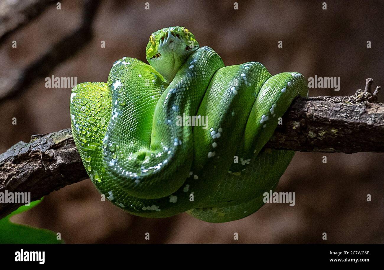 Berlin, Germany. 15th July, 2020. A green tree phyton has curled up. After two years of reconstruction, the renovated Alfred-Brehm-Haus in Berlin's zoo opens its doors to visitors. Credit: Paul Zinken/dpa-Zentralbild/ZB/dpa/Alamy Live News Stock Photo