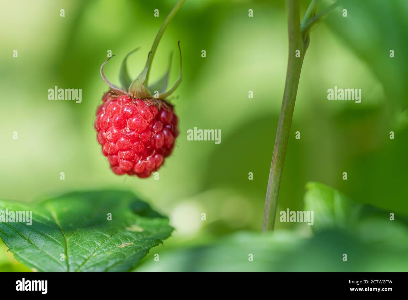 https://c8.alamy.com/comp/2C7WGTW/ripe-raspberry-in-the-fruit-garden-growing-organic-berries-closeup-2C7WGTW.jpg