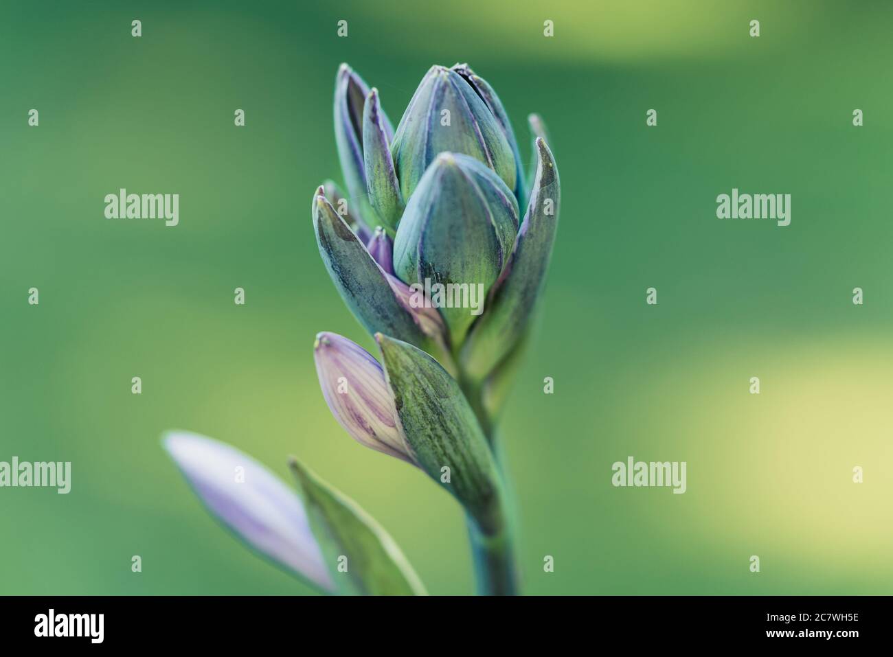 Blooming hosta buds.Ornamental leafy garden plant. Flowering garden plant,closeup. Stock Photo