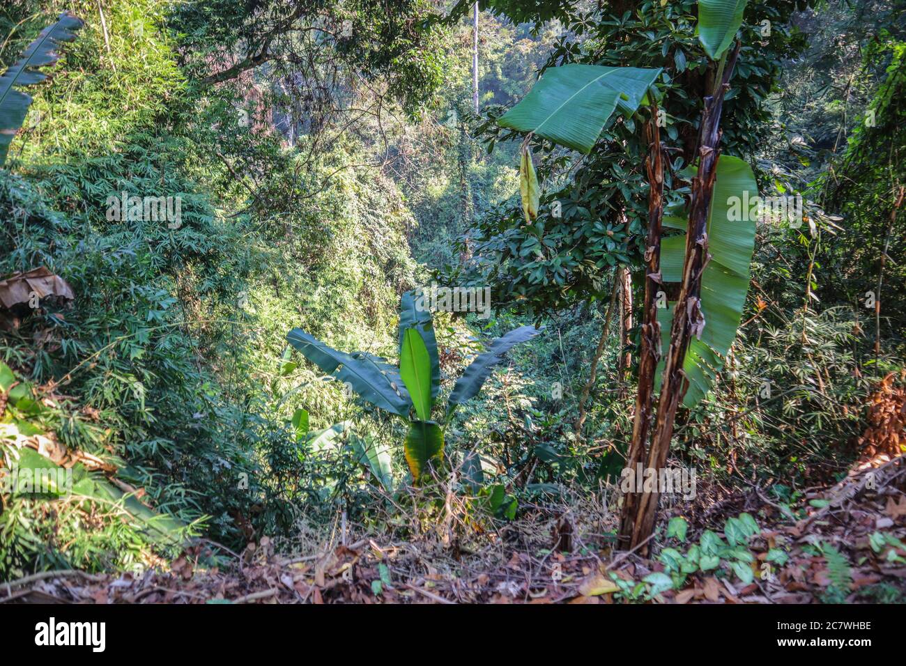 Jungle in Thailand Stock Photo