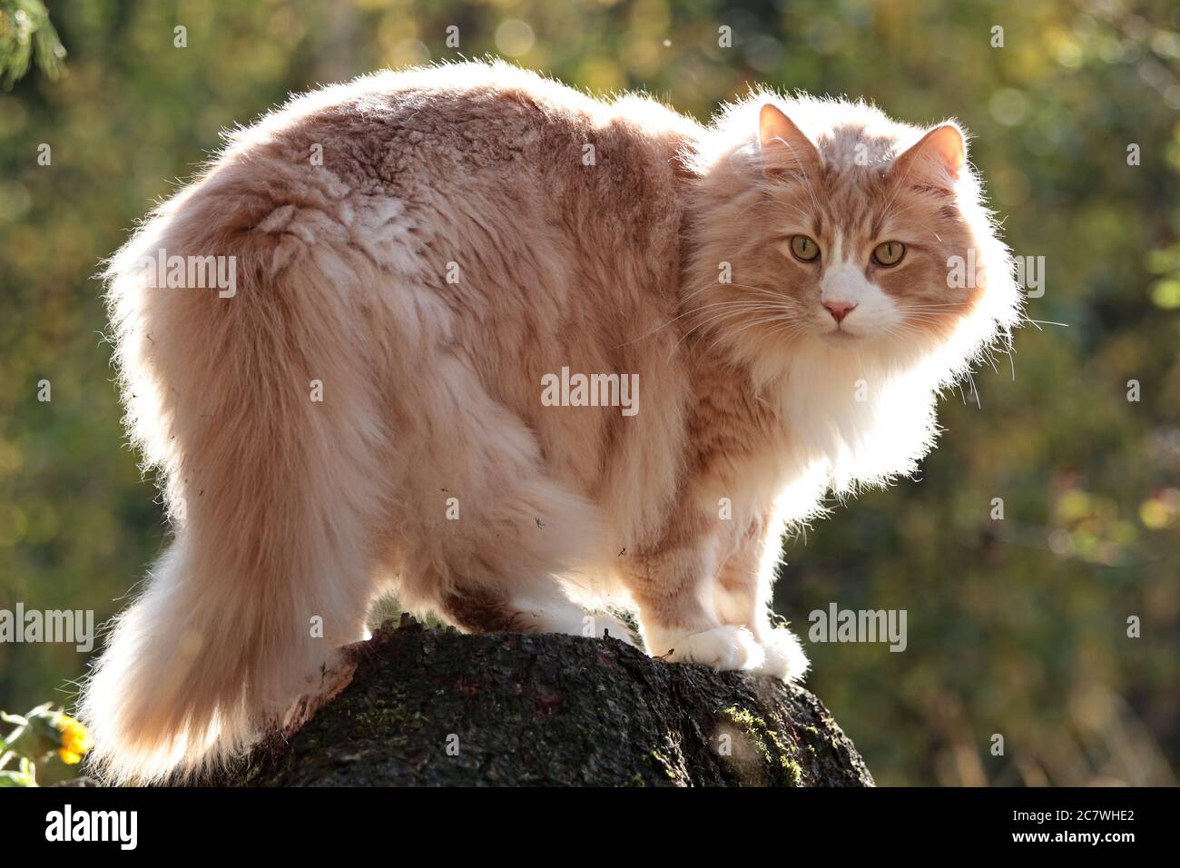 Norwegian forest cheap cat male