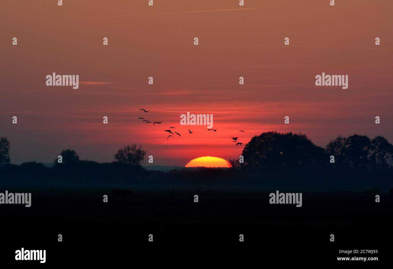 sunset, Hortobágy, Hajdú-Bihar County, Hungary, Magyarország, Europe Stock Photo