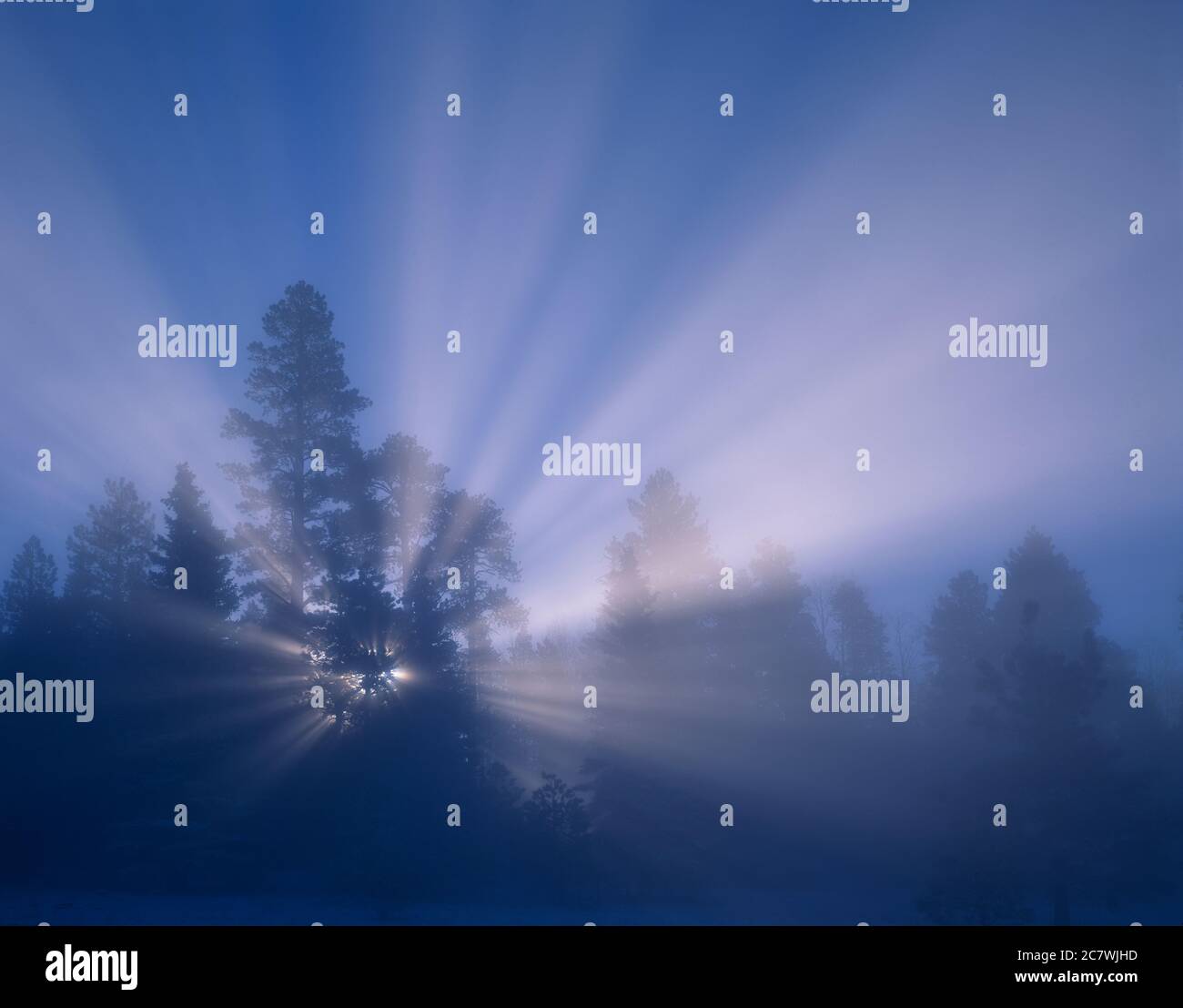 White Mountains-Apache National Forest AZ/JUN Rays of light at sunrise