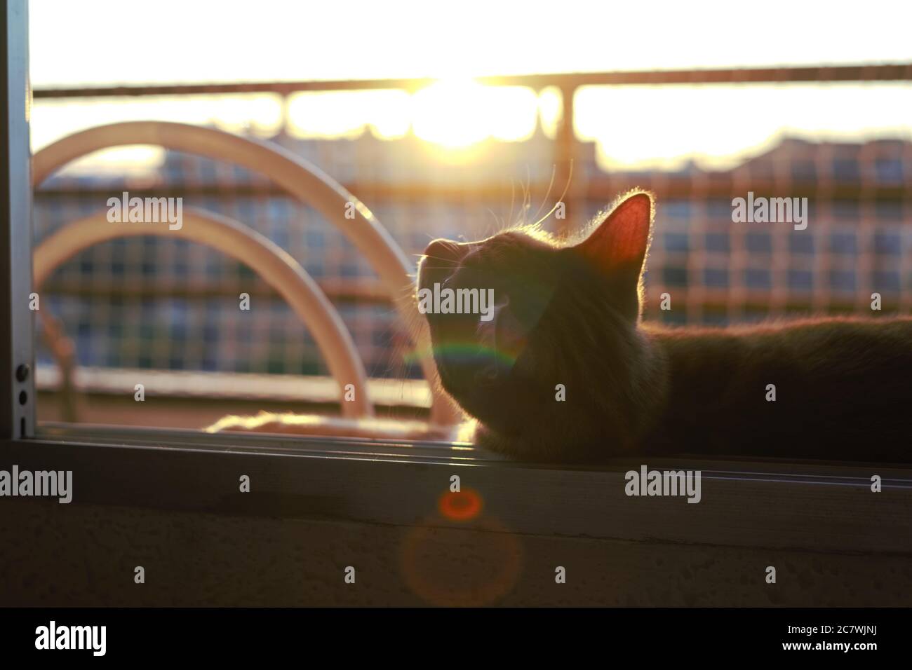 Summer sunset with a fluffy cat silhouette hi-res stock photography and ...