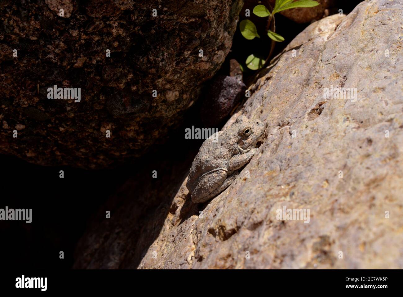 A Canyon Treefrog, (Hyla arenicolor), sits along a stream in Gardner Canyon, Santa Rita Mountains, Coronado National Forest, Sonoran Desert, near Sono Stock Photo