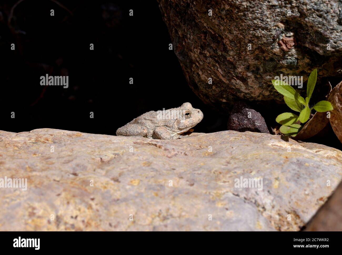 A Canyon Treefrog, (Hyla arenicolor), sits along a stream in Gardner Canyon, Santa Rita Mountains, Coronado National Forest, Sonoran Desert, near Sono Stock Photo