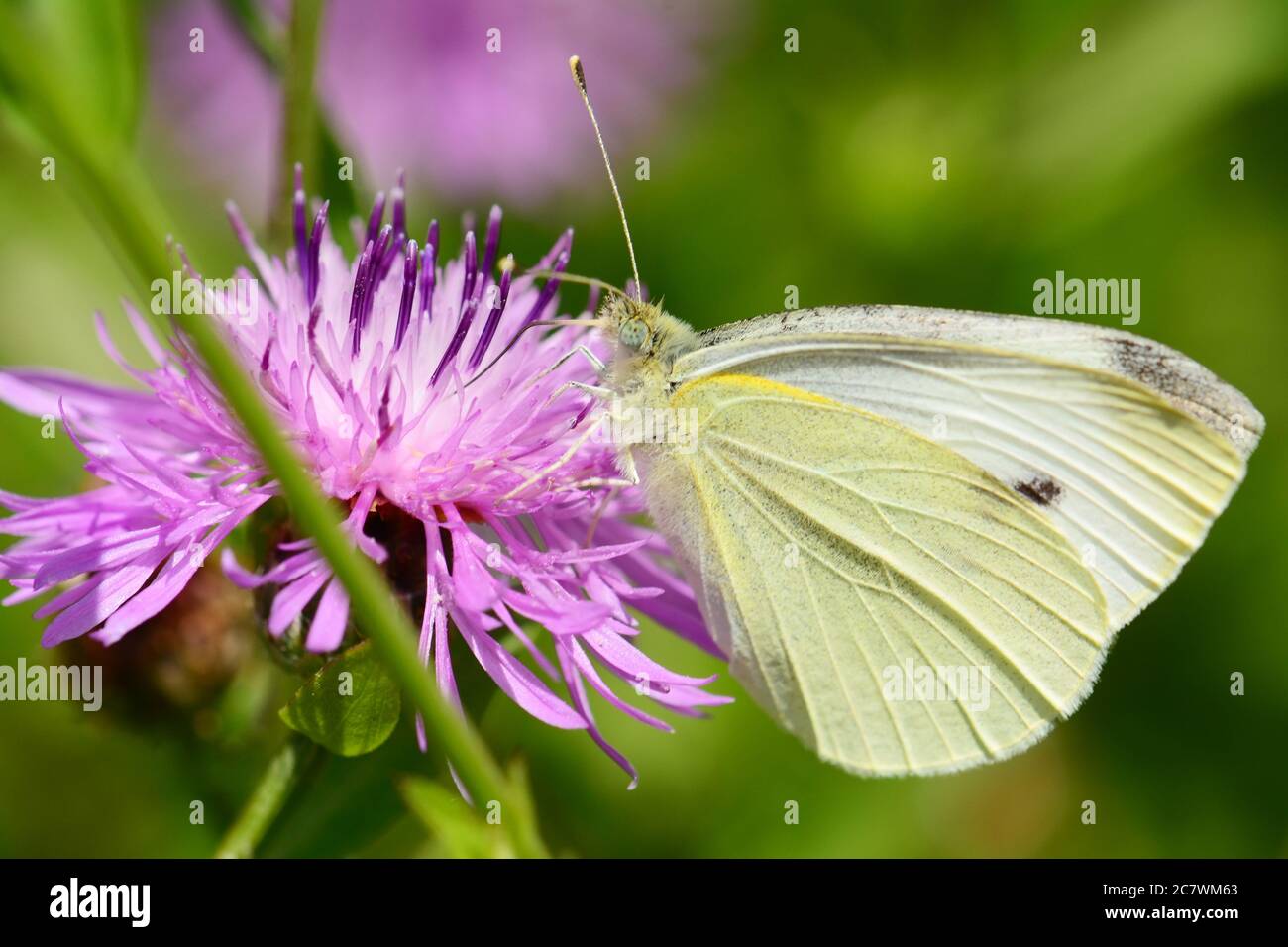 White butterfly drink nectar from a pink flower Stock Photo