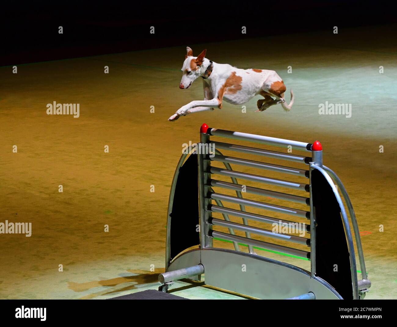 Dog show jump competition Stock Photo Alamy