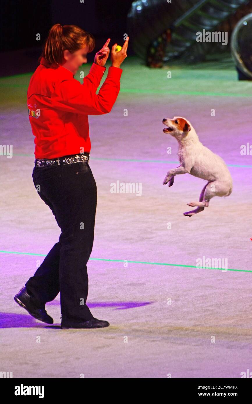 Dog show jump competition Stock Photo Alamy
