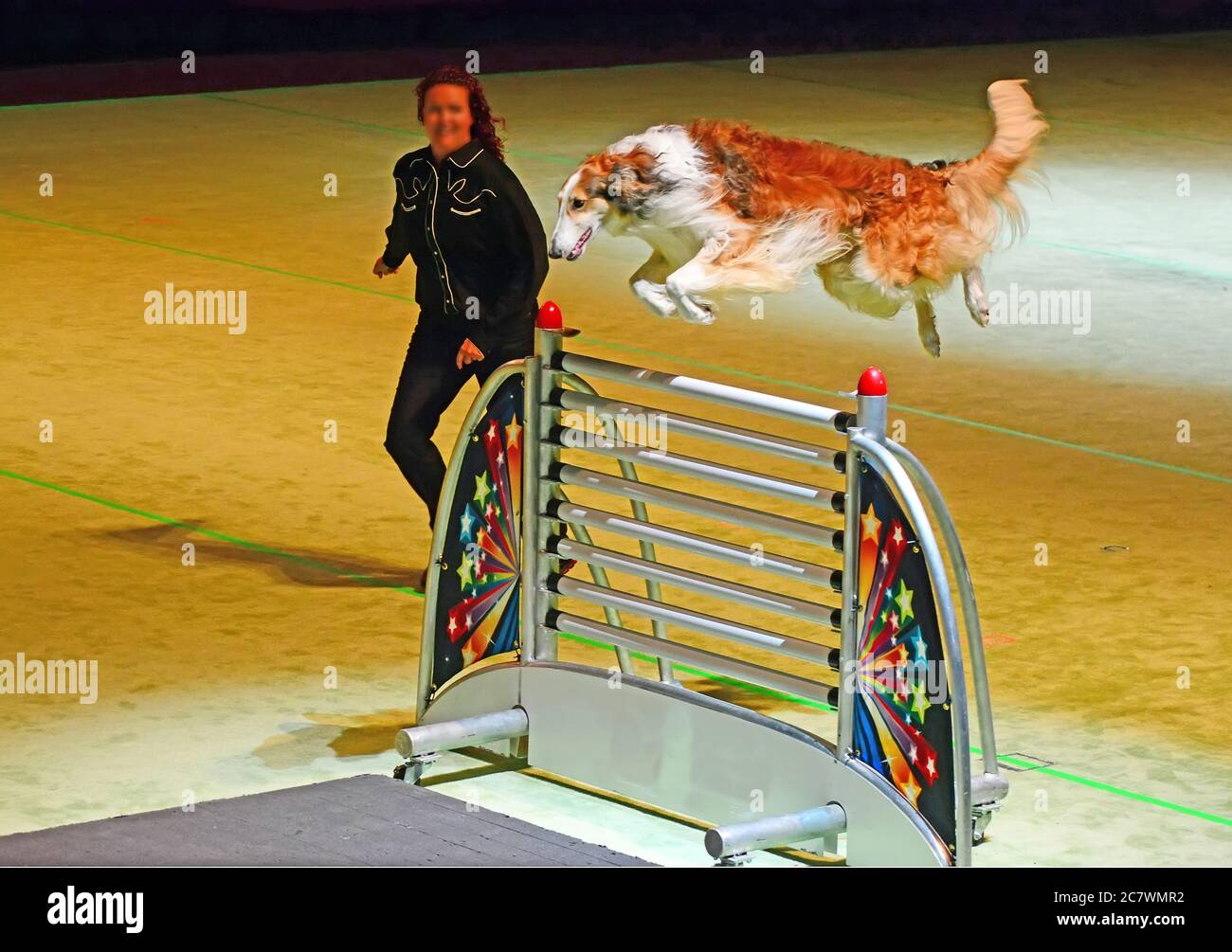Dog show jump competition Stock Photo Alamy