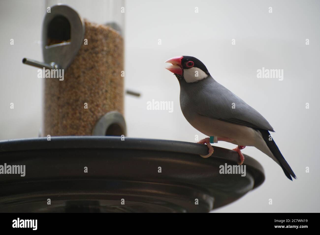 Java sparrow padda oryzivora hi-res stock photography and images - Alamy