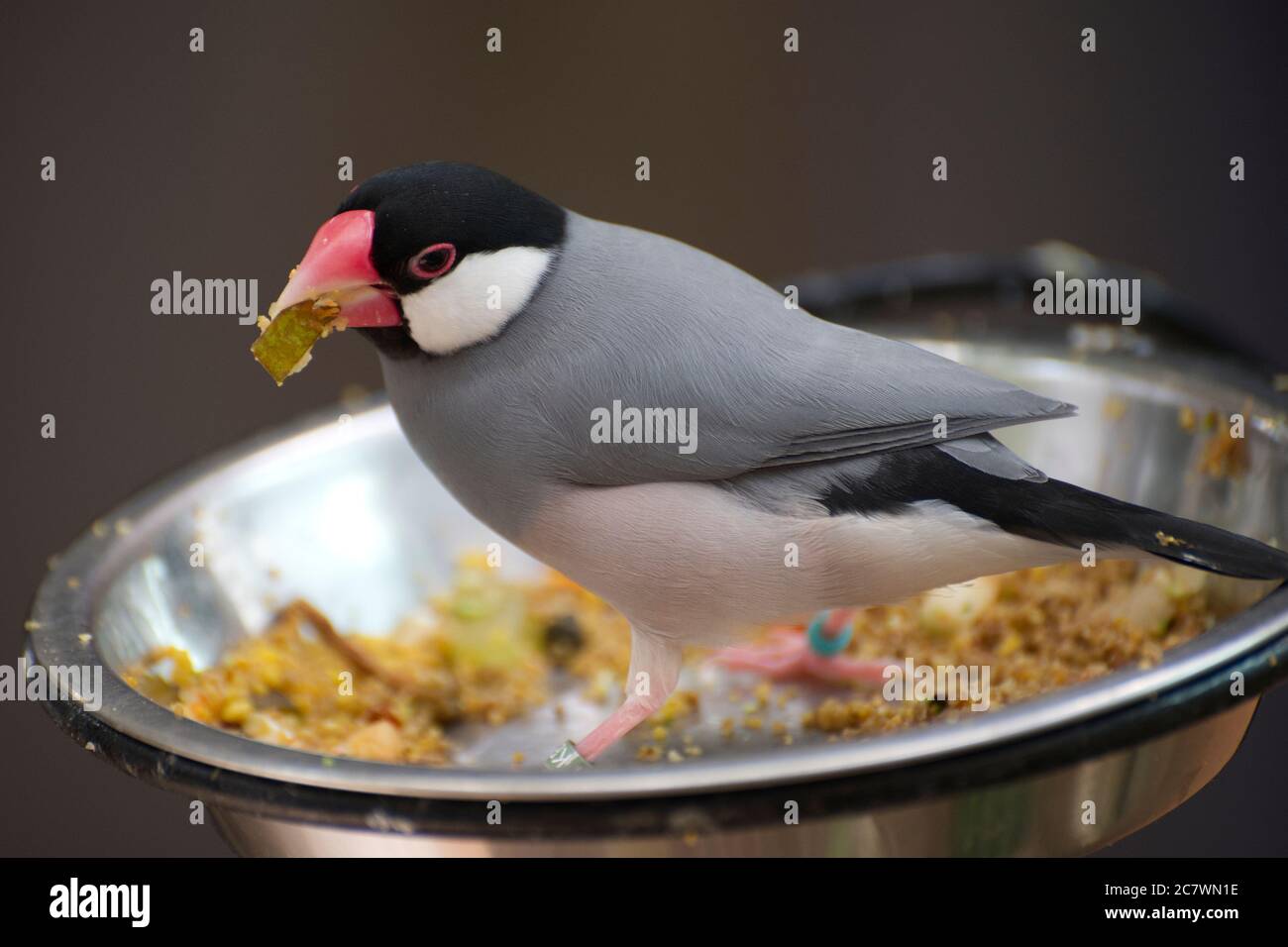 Java Sparrow (Padda oryzivora) feeding at London Zoo Stock Photo - Alamy