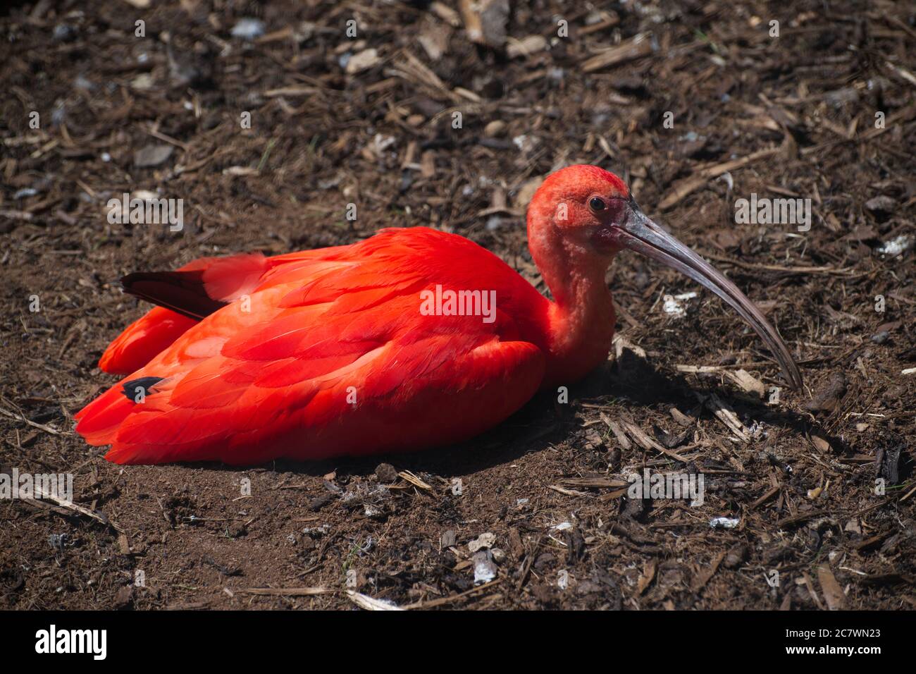 Scarlet ibis or red ibis eudocimus ruber hi-res stock photography