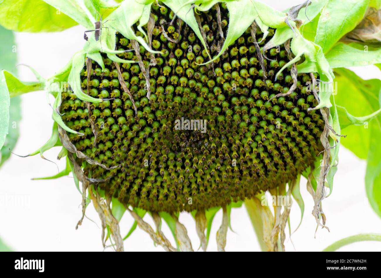 A sunflower dries on the vine, July 18, 2020, in Mobile, Alabama. Sunflowers typically reach peak growth in mid-summer. (Photo by Carmen K. Sisson/Clo Stock Photo