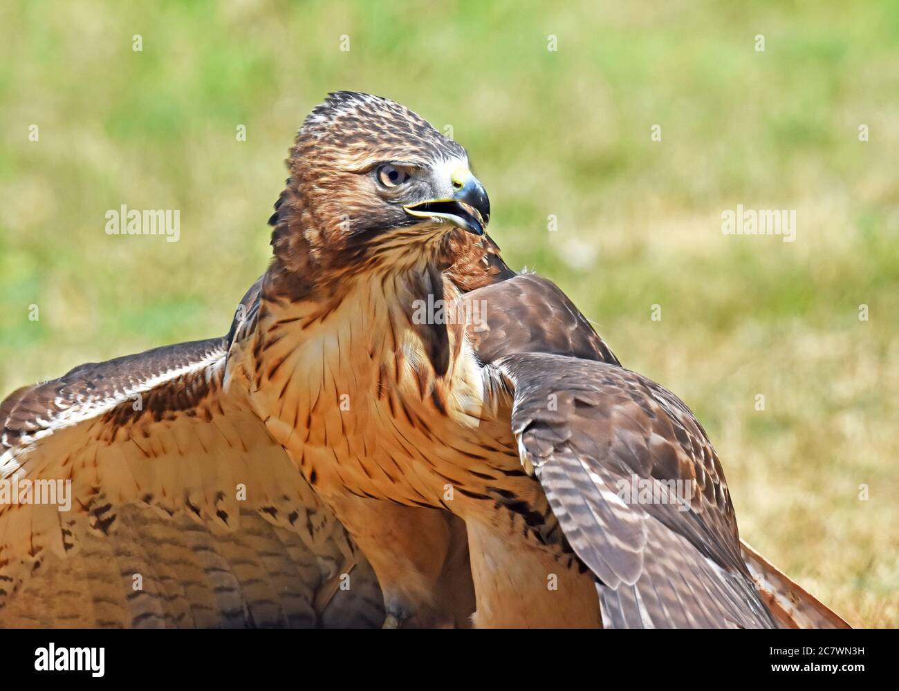 Harris's Hawk or Harris Hawk (Parabuteo unicinctus) Stock Photo