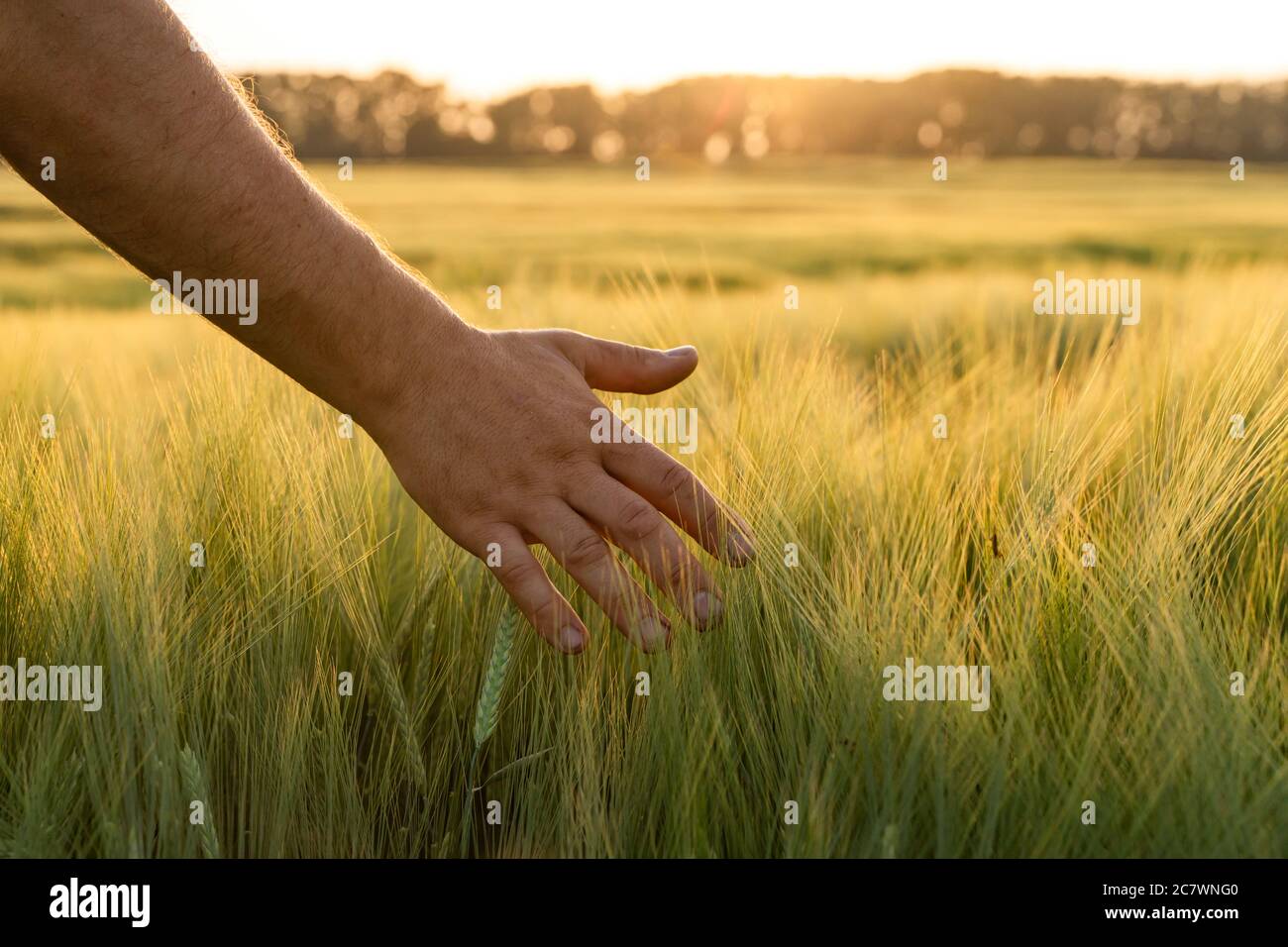 Barley sprouts in a farmer's hand.Farmer Walking Through Field Checking barley Crop Stock Photo