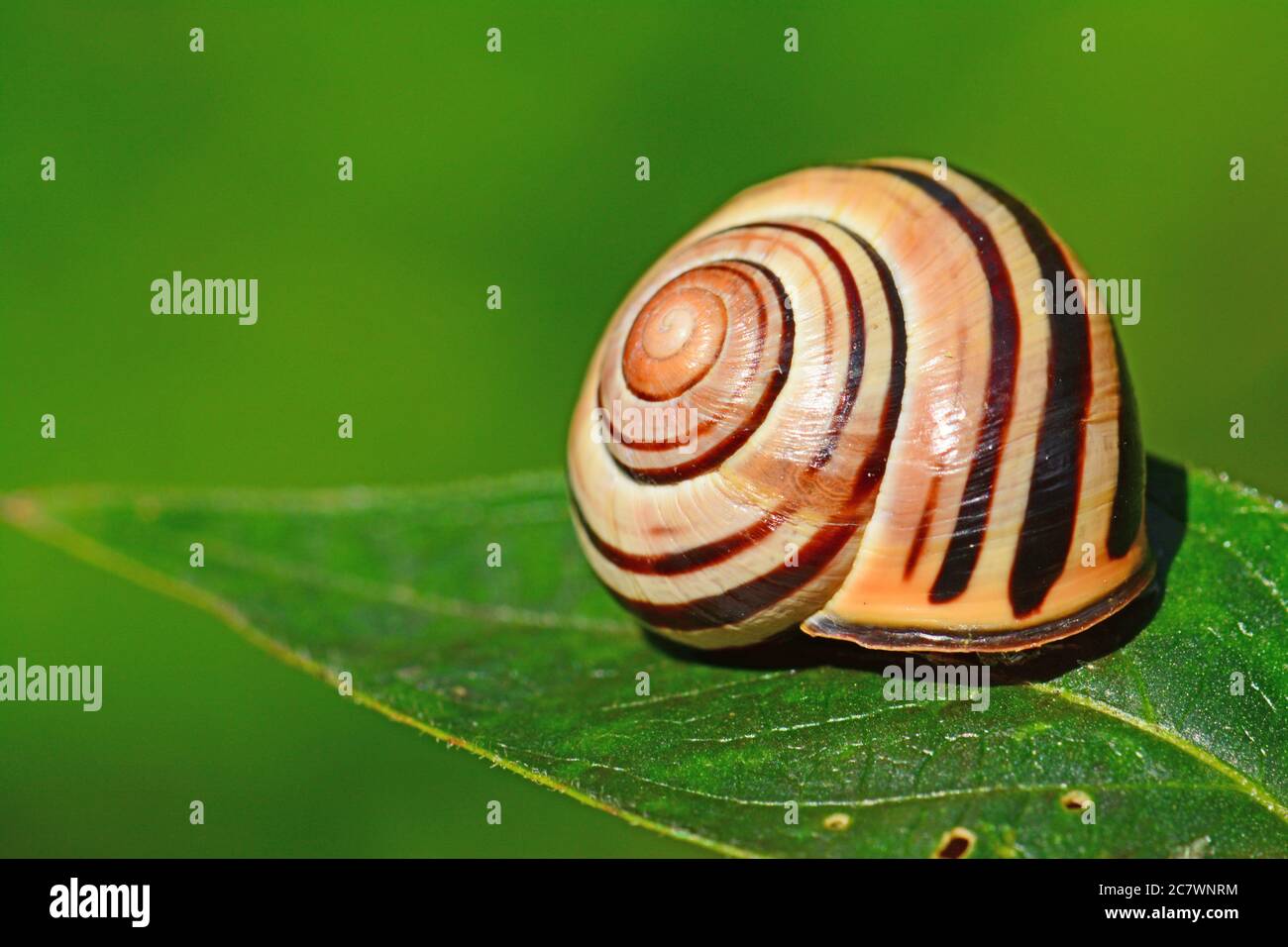 Snail rest on a green leaf Stock Photo - Alamy