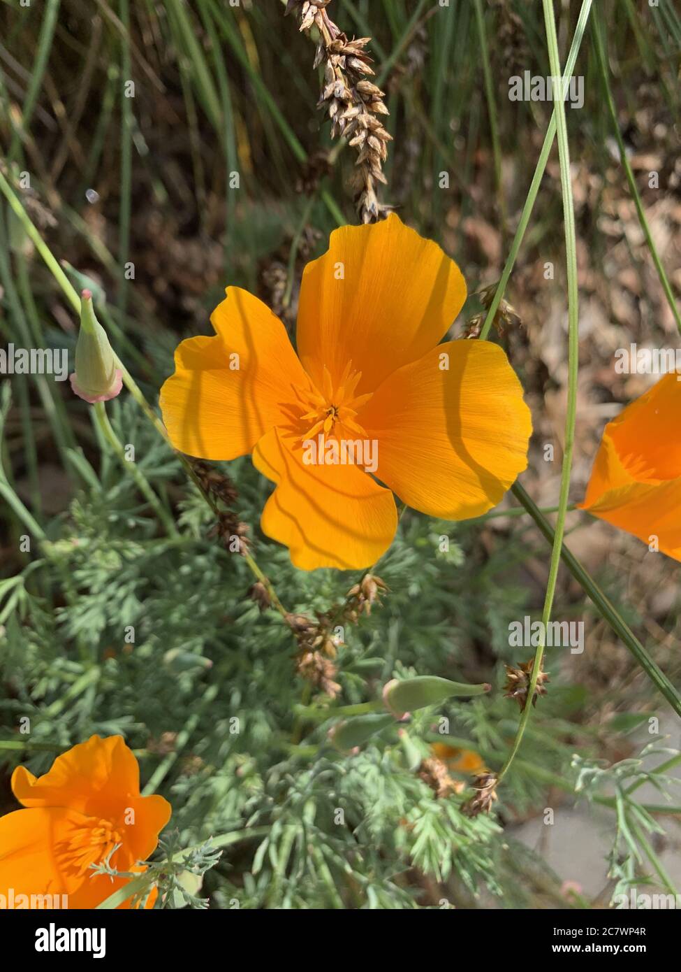 Vertical shallow focus closeup shot of an orange California Poppy flower in a park Stock Photo