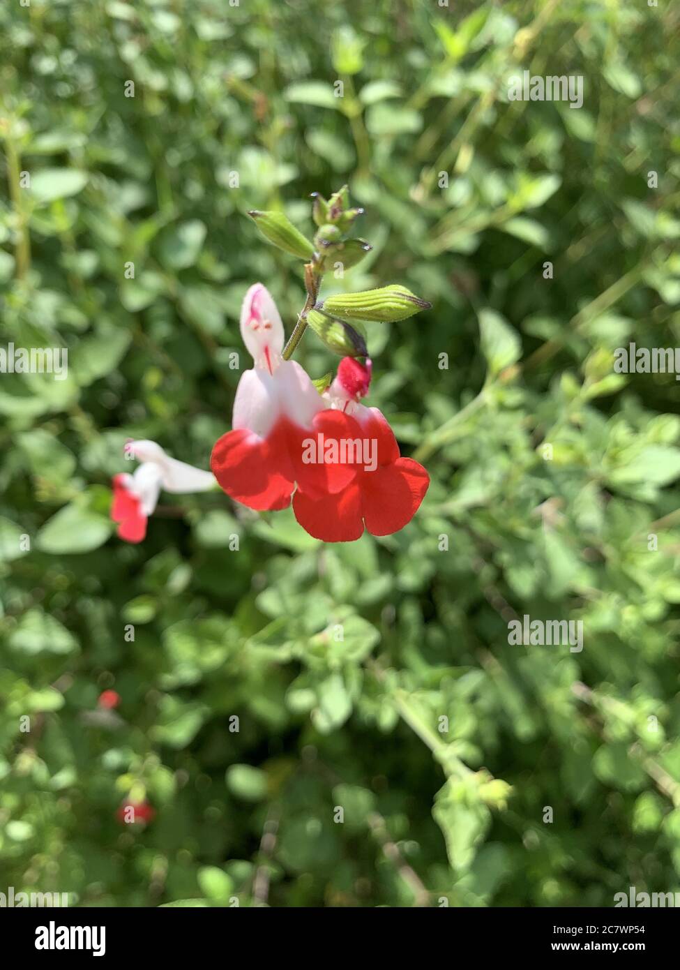 Vertical shallow focus closeup shot of a red Baby Sage flower in a park Stock Photo
