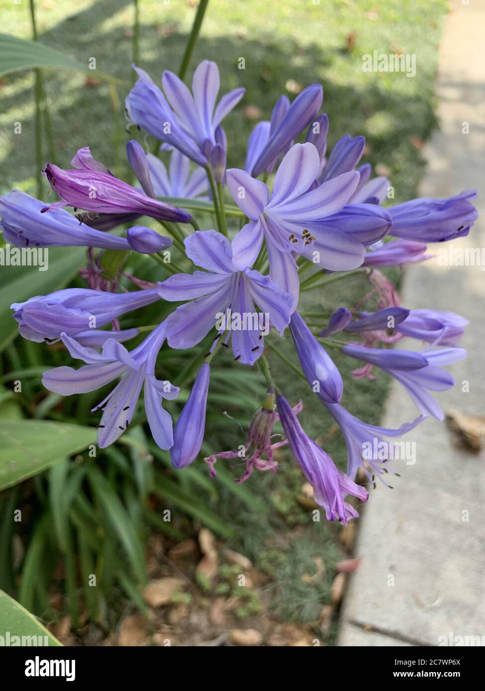 Vertical shallow focus closeup shot of a purple Agapanthus flower in a park Stock Photo