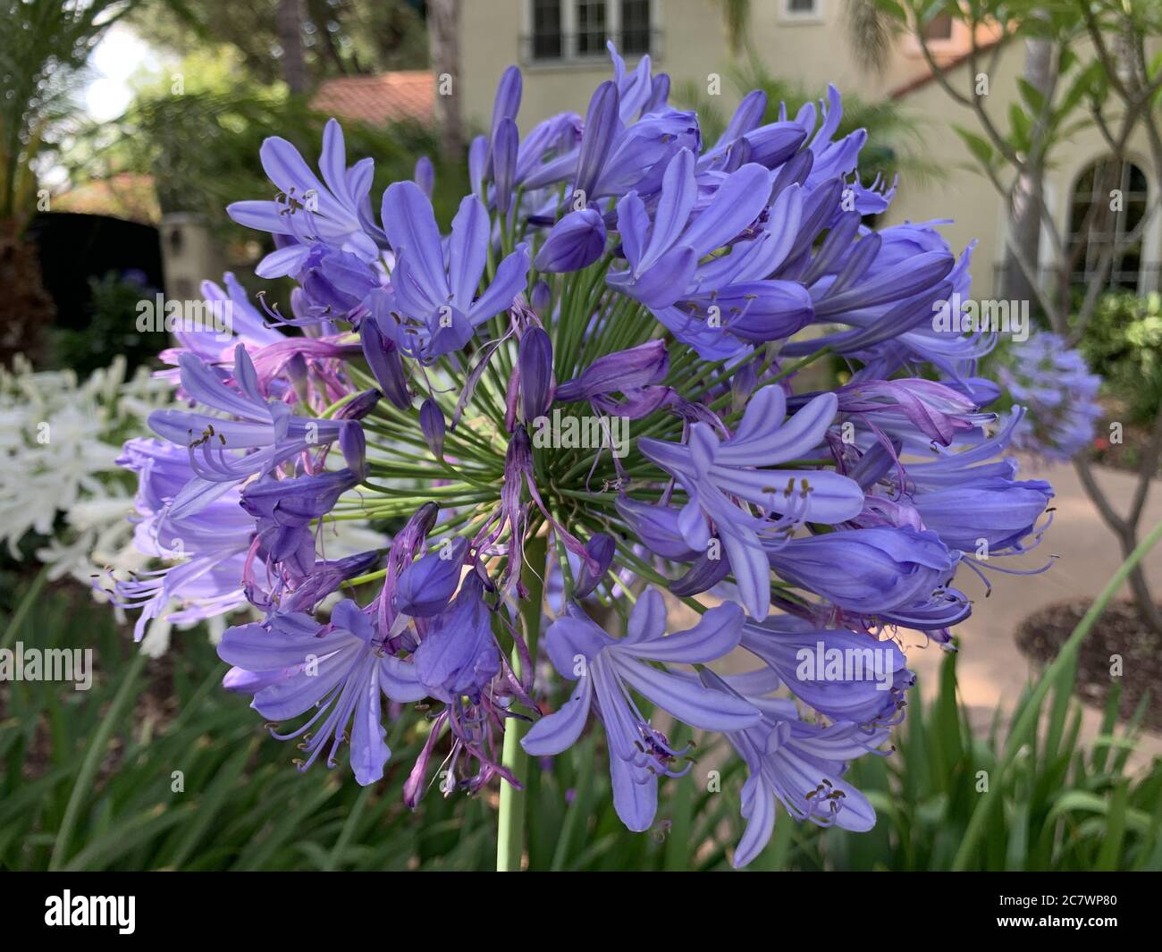 Vertical shallow focus closeup shot of a purple Agapanthus flower in a park Stock Photo