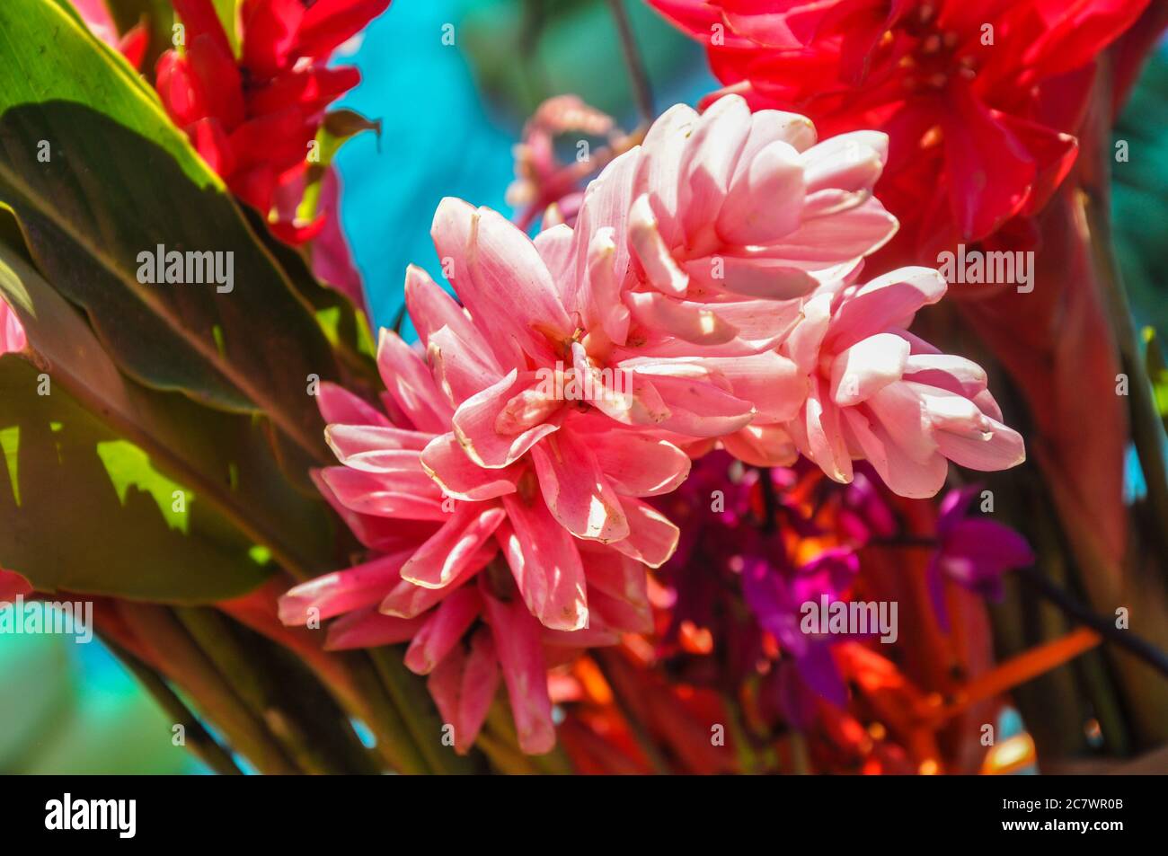 Suva, fiji and fruit hi-res stock photography and images - Alamy