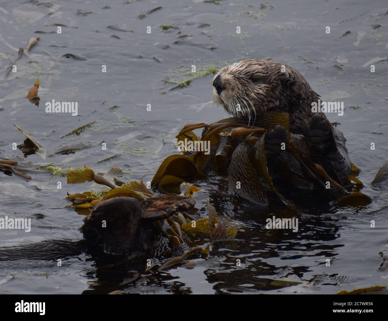 A sea otter (Enhydra lutris) wraps itself in kelp to keep it in place, near the mouth of Elkhorn Slough in California. Stock Photo