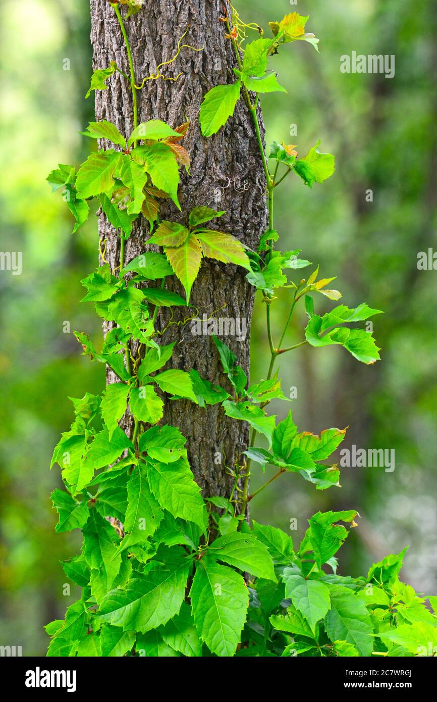 tree trunk with green leaves creeper 25063202 PNG