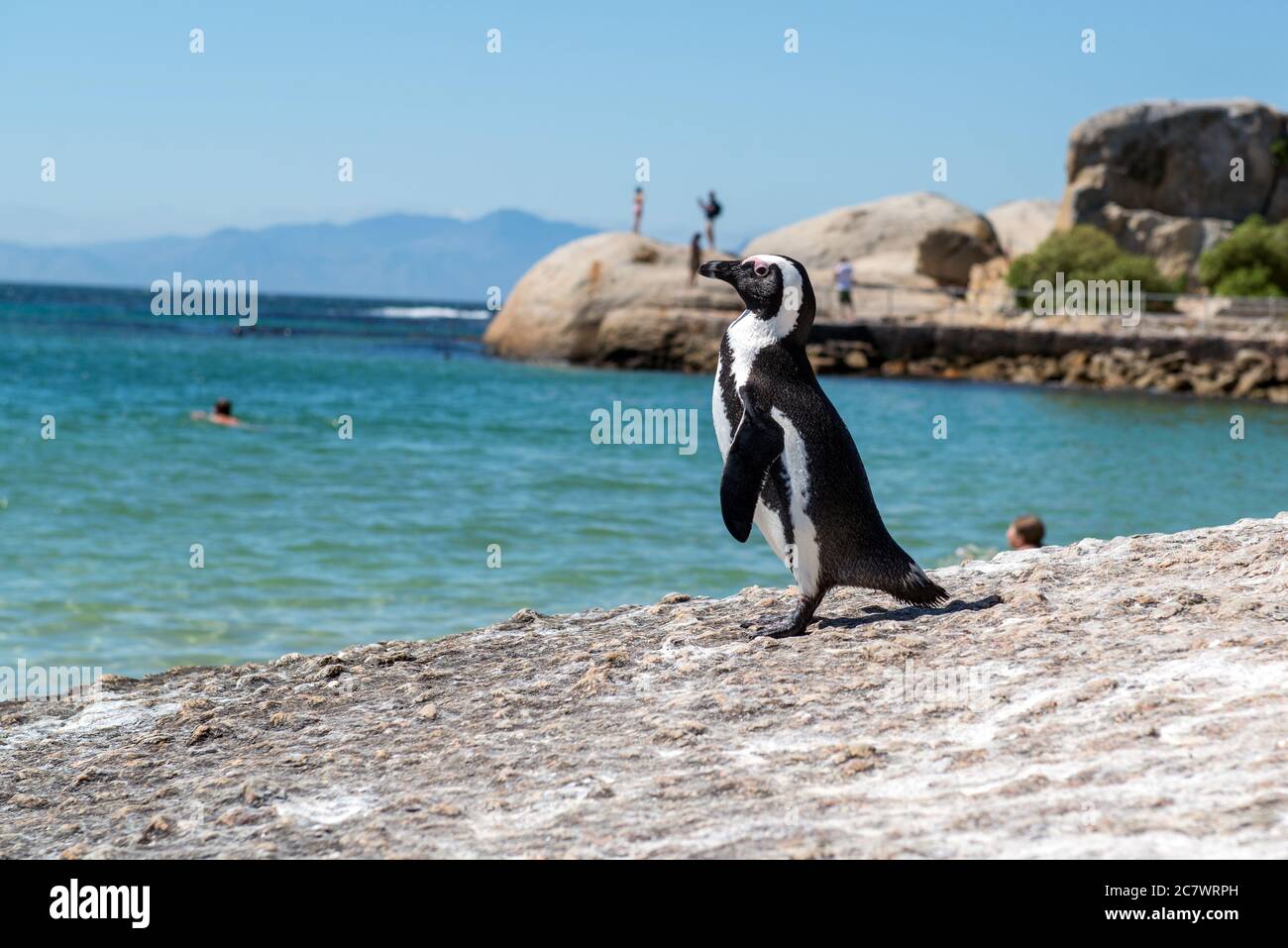 African penguin. penguin beach. Cape Town. SOUTH AFRICA. Africa. Stock Photo