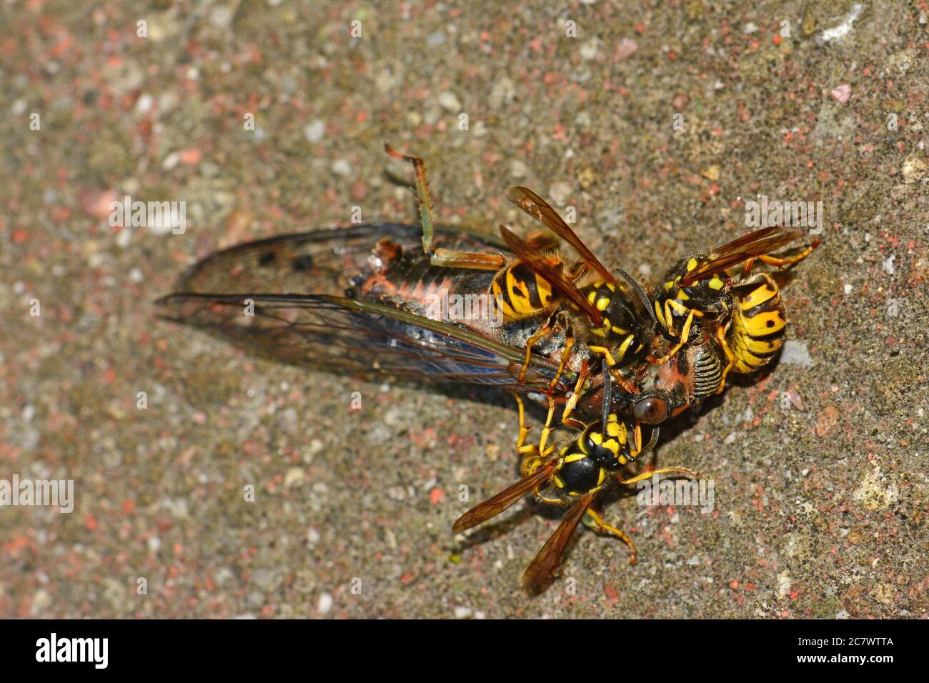 Yellow Jacket Wasp Stock Photo by ©ezumeimages 121674858