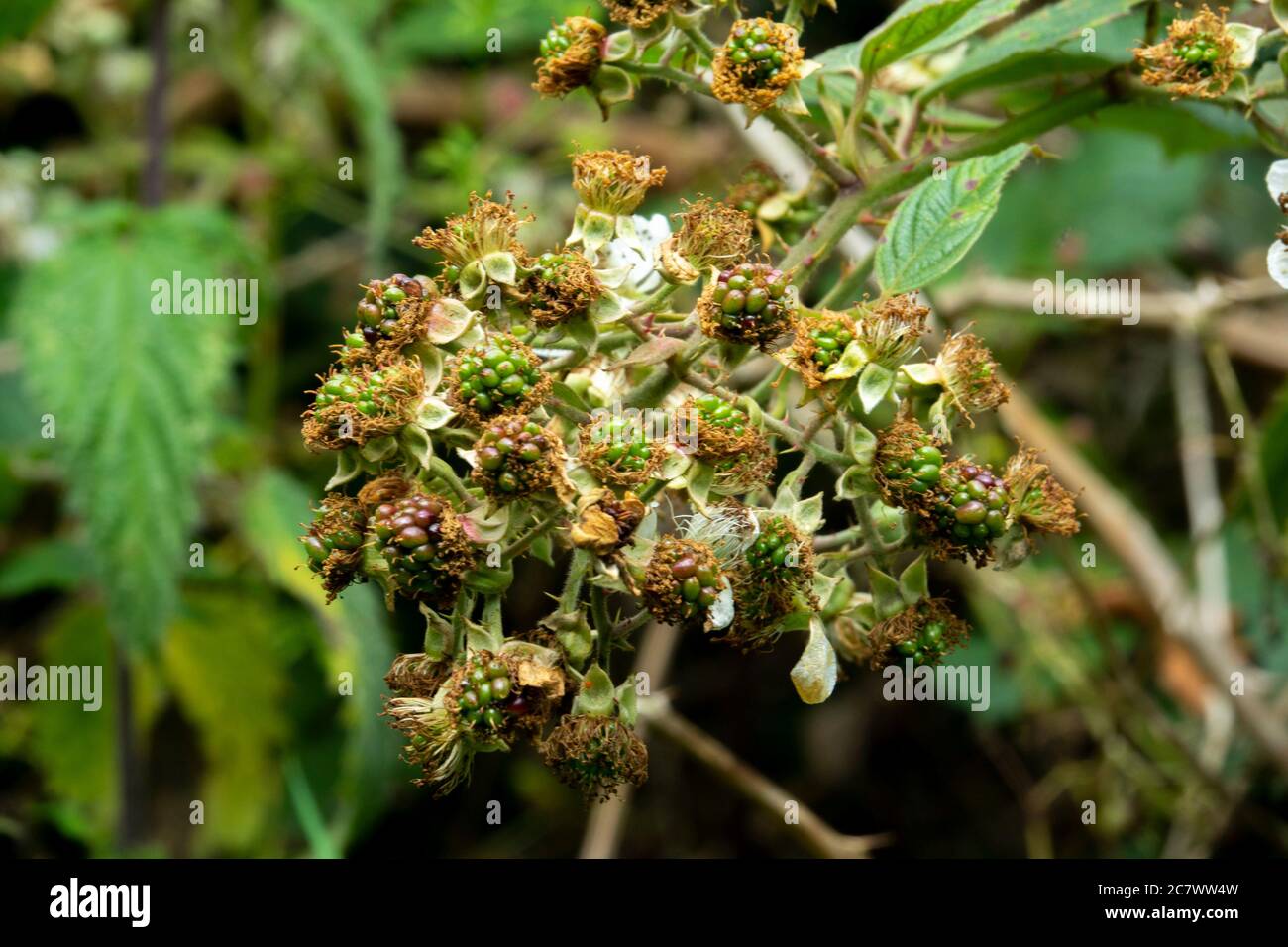 wild Bramble Rubus fruticosus blackberry Stock Photo