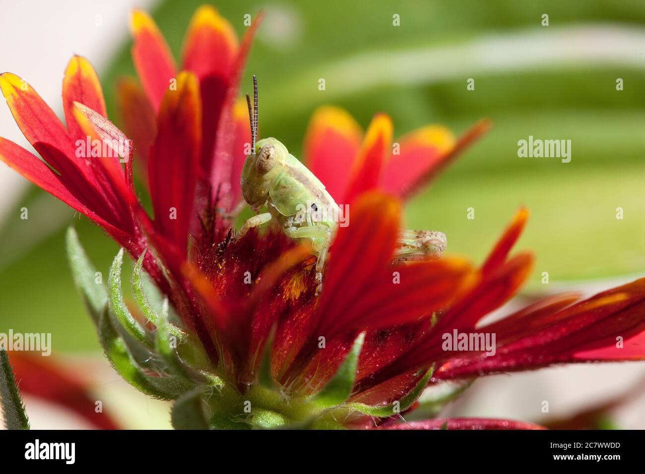 on a bright blanket flower Stock Photo Alamy