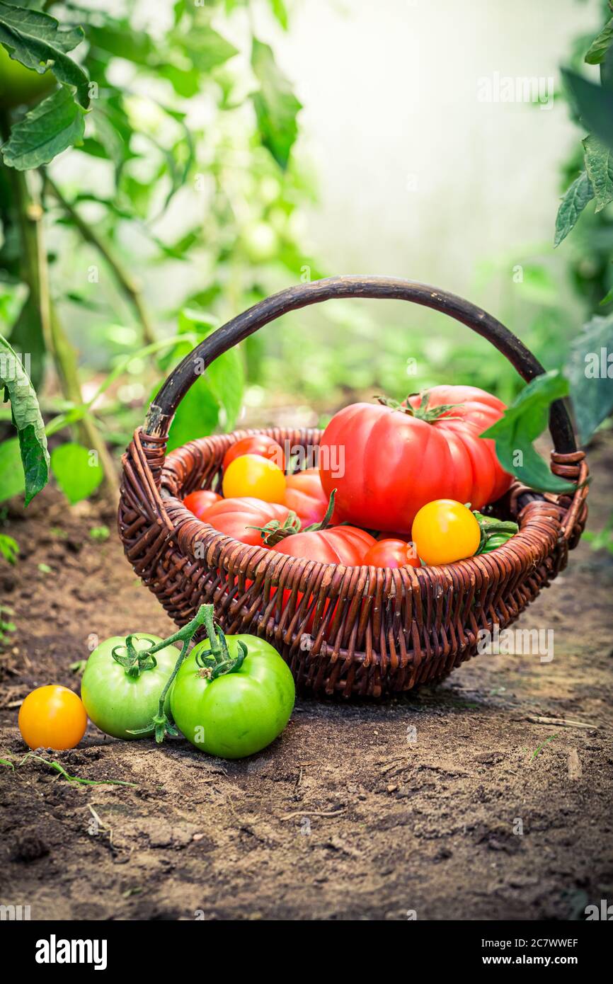 Tomatoes in wicker basket taken from the greenhouse Stock Photo - Alamy