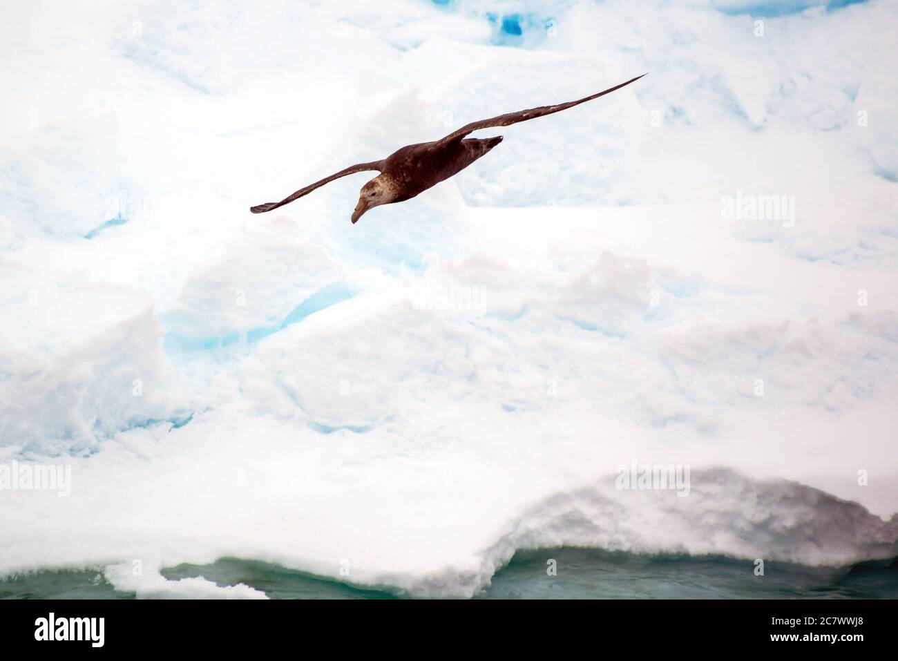 South polar skua (Stercorarius maccormicki). Sunny day. Close-up. Stock Photo