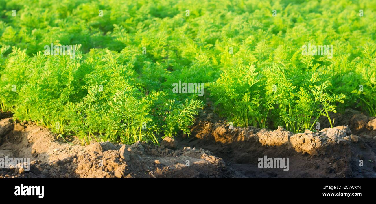 Plantations of young carrots grow in the field on a sunny day ...