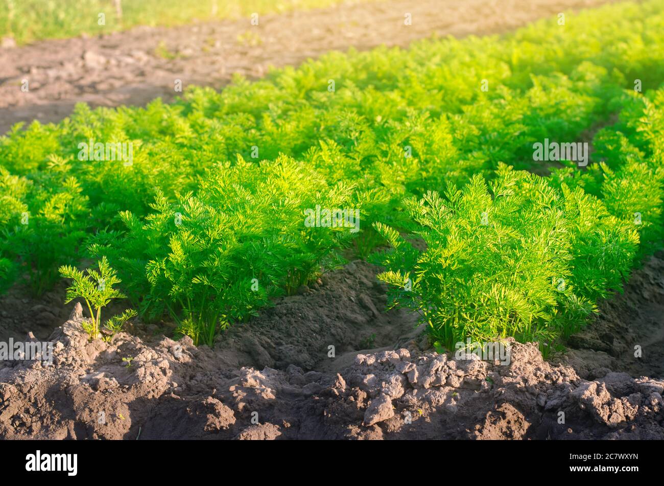 Plantations of young carrots grow in the field on a sunny day ...