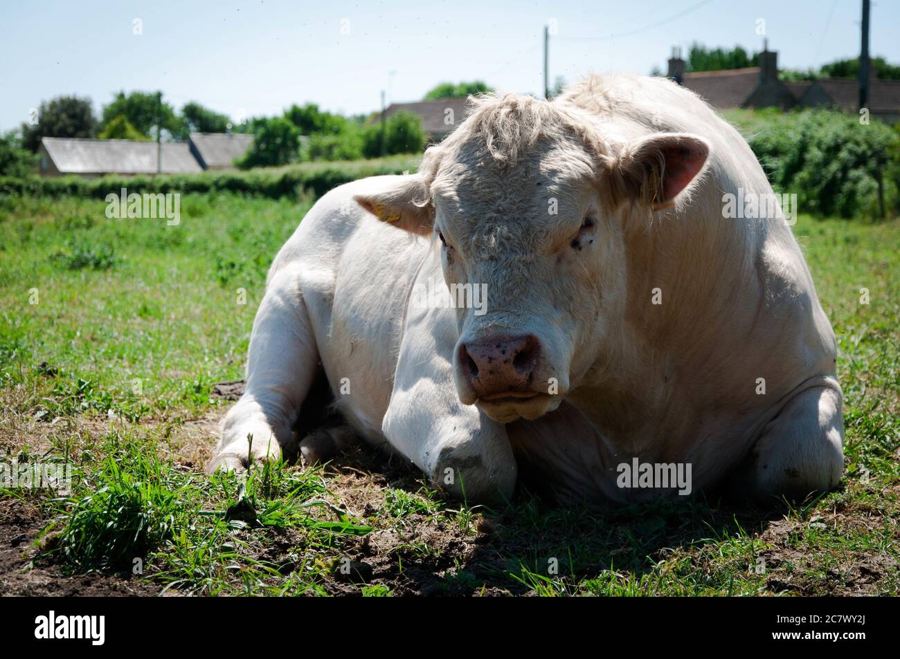 Closeup shot of cow lying down on the grass Stock Photo - Alamy