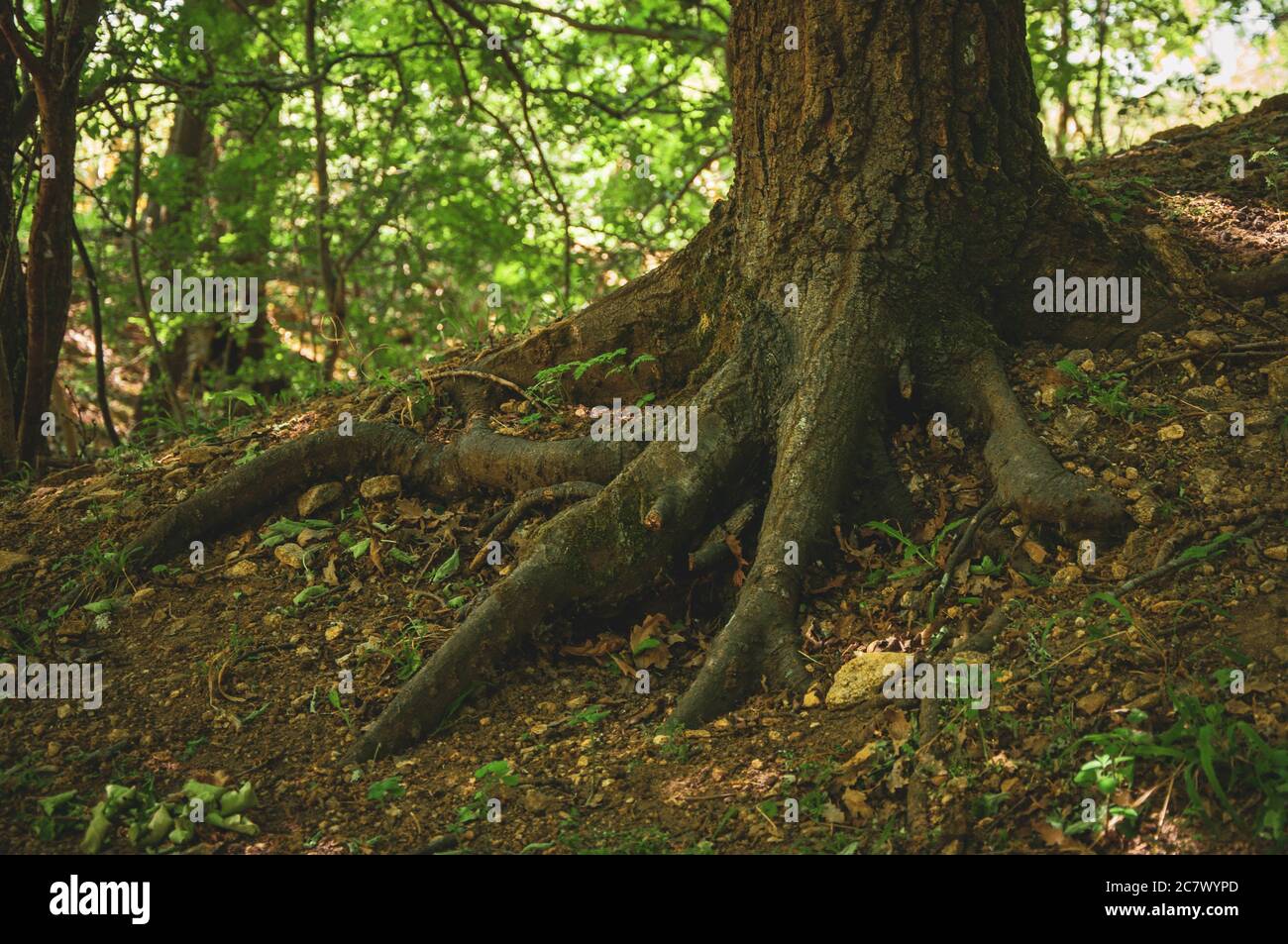 Closeup shot of the roots of a tree in the forest Stock Photo - Alamy