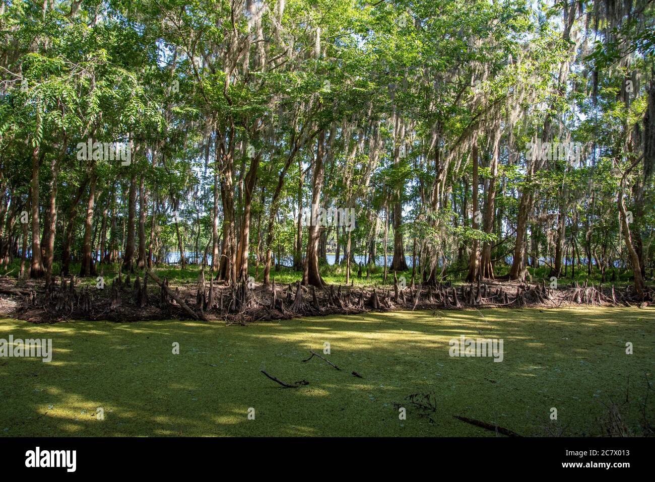 Cypress trees growing along a Florida river and canal. Stock Photo
