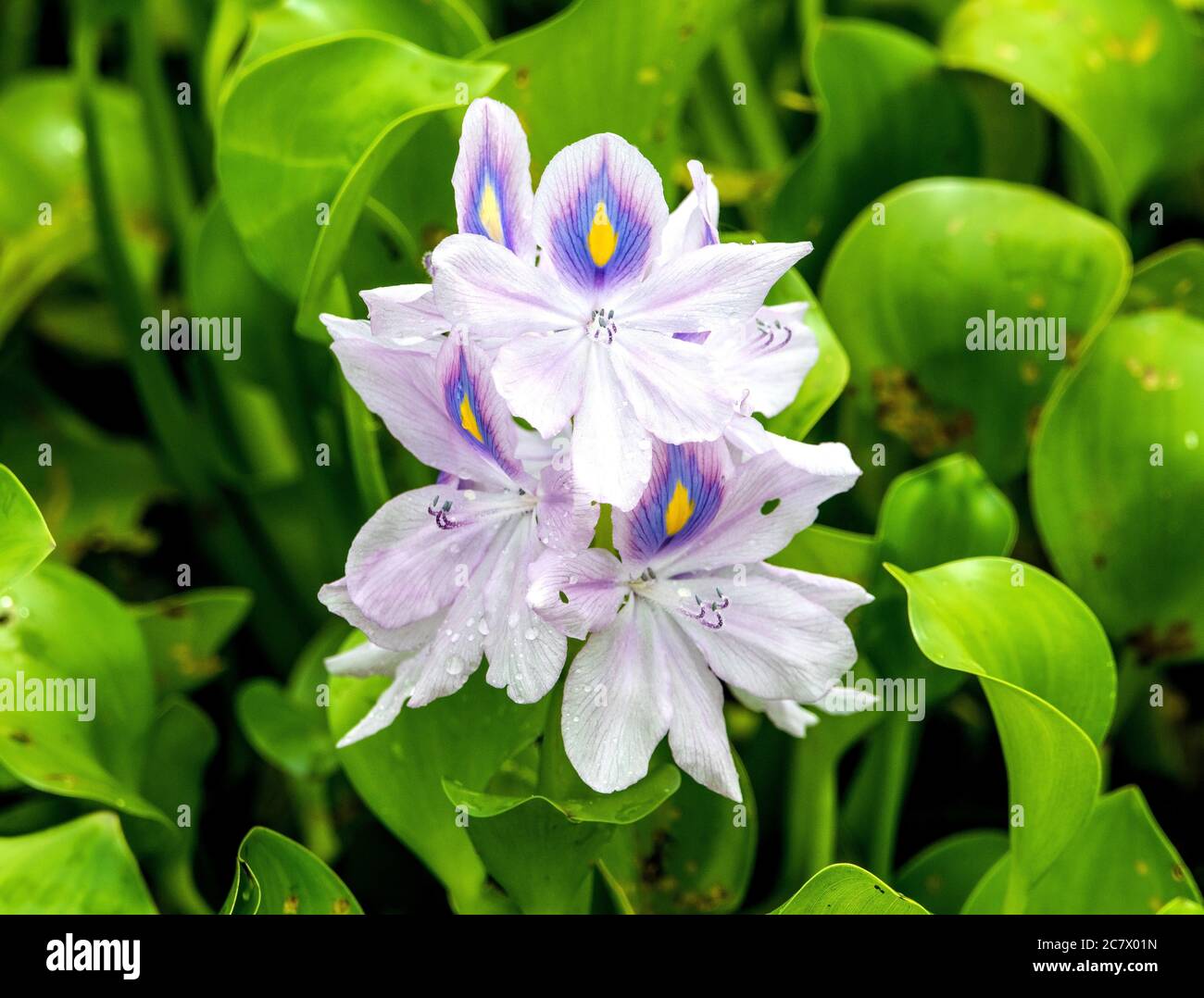 A water hyacinth growing in Florida waters is an invsive species Stock Photo Alamy