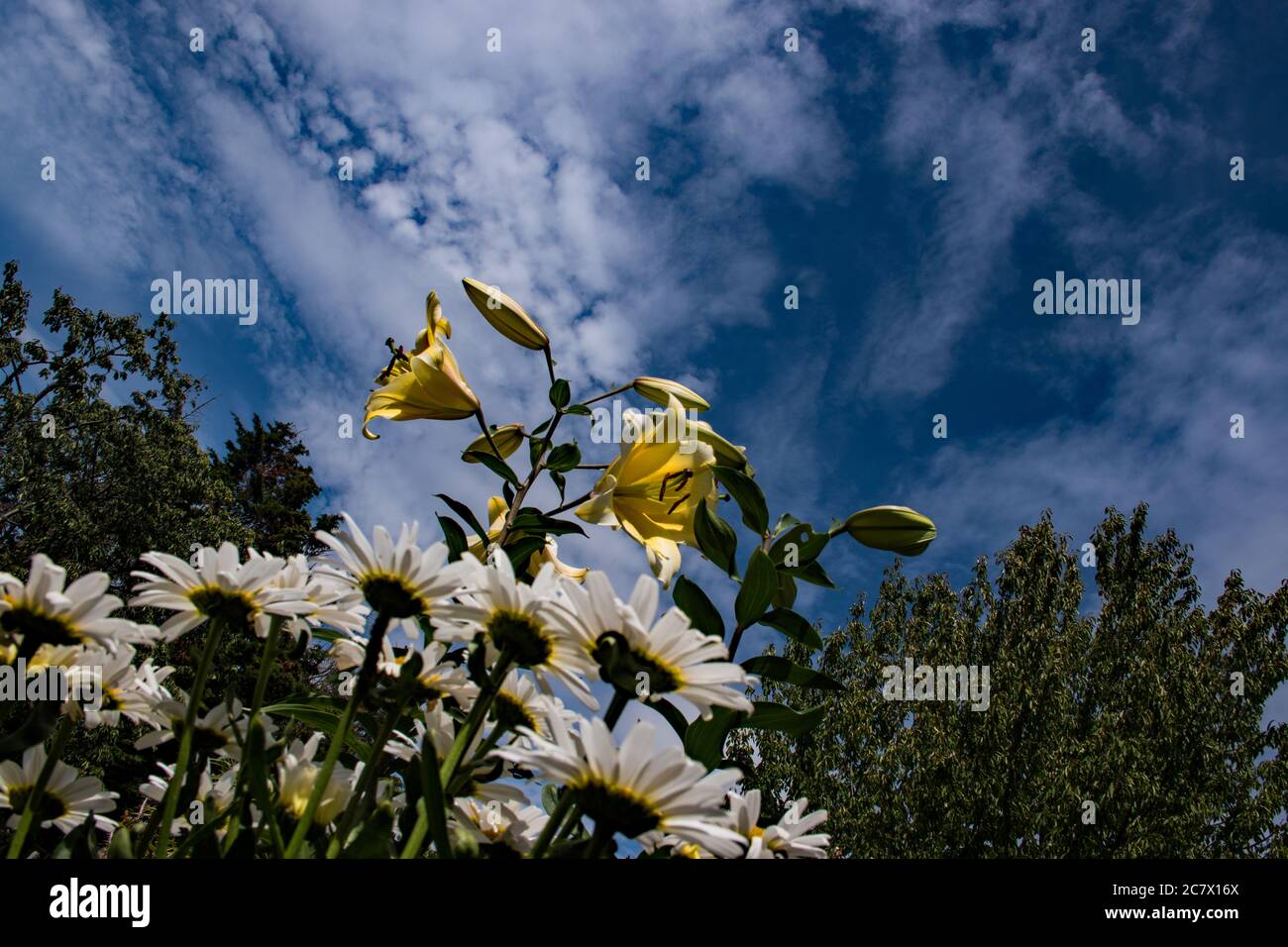 Tree Lily blooms ( yellow) Stock Photo