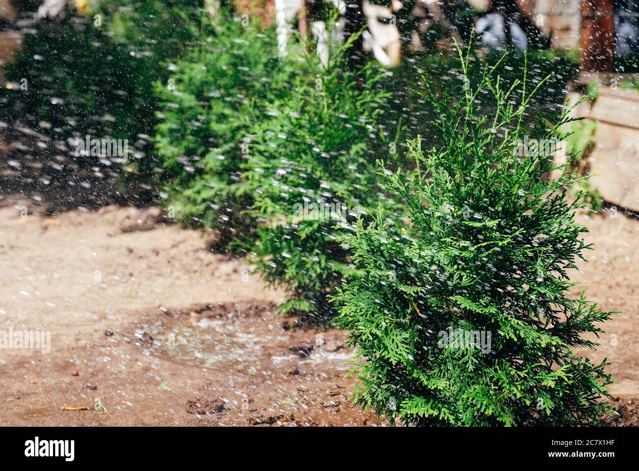 Watering thuja trees row. Growing evergreen hedge in the garden Stock