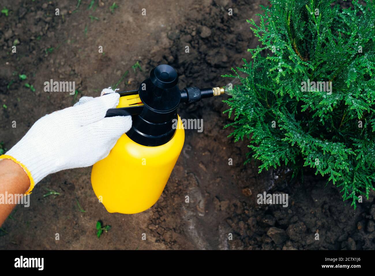 Farmer spraying thuja tree using spray bottle. Pest protection and conifer tree care Stock Photo