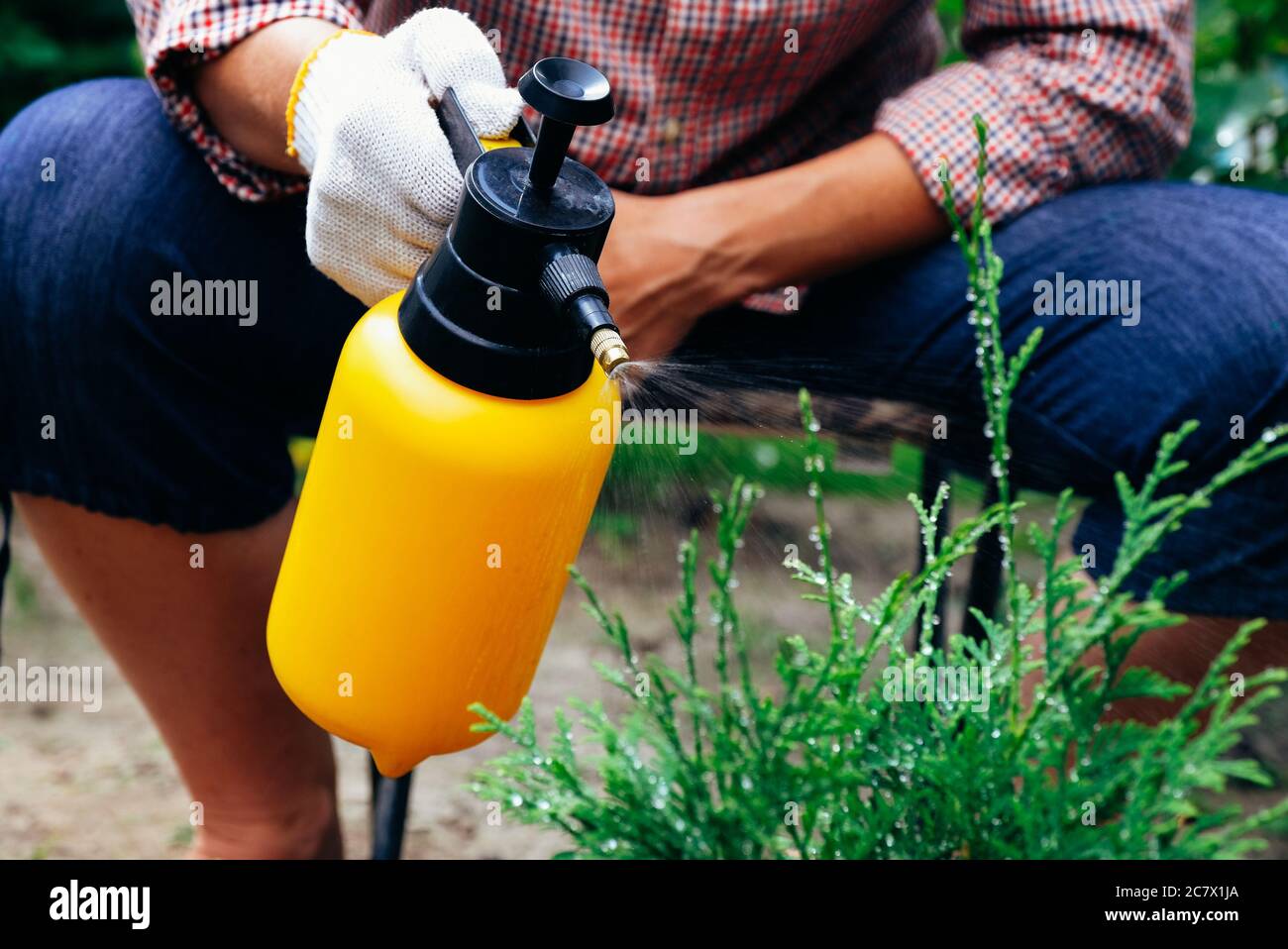 Gardener spraying thuja tree using garden spray bottle. Pest protection and conifer tree care Stock Photo