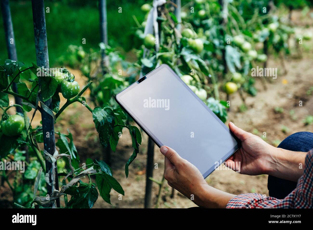 Woman checking tomato plants using digital tablet. Innovative agricultural technologies concept. Stock Photo