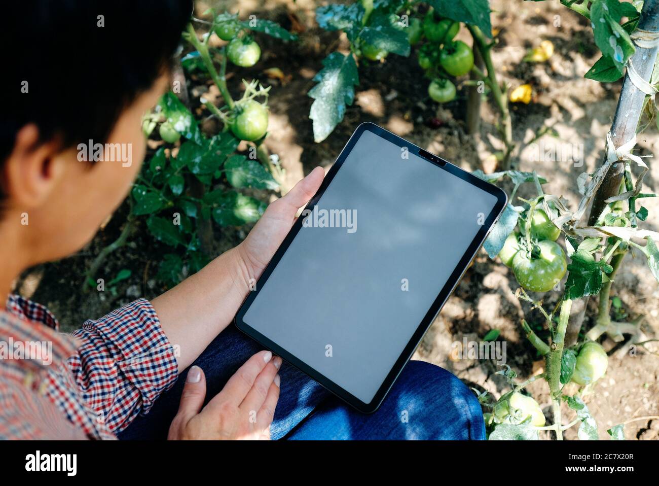 Farmer in greenhouse checking tomato plants using digital tablet. Farm innovative technologies concept. Stock Photo