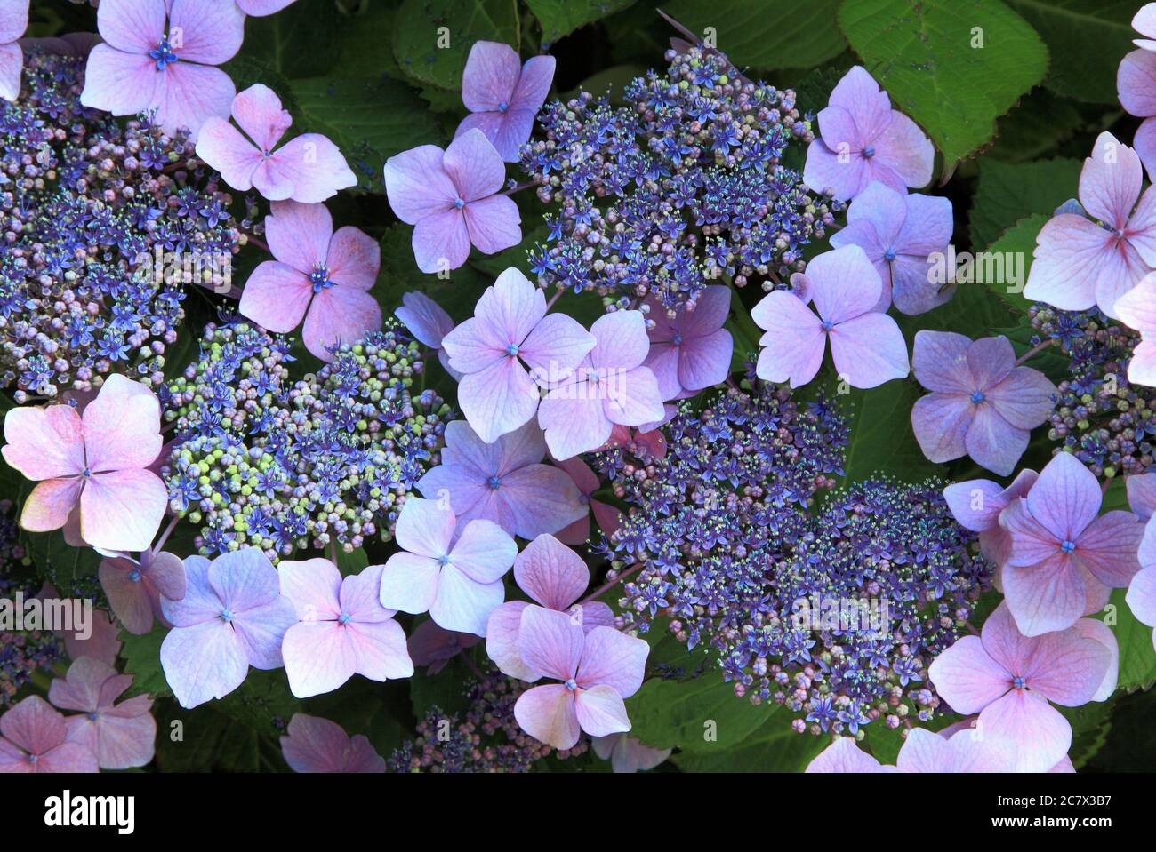 Hydrangea macrophylla 'Blue Wave', Hydrangea 'Mariesii Perfecta', lace cap Stock Photo
