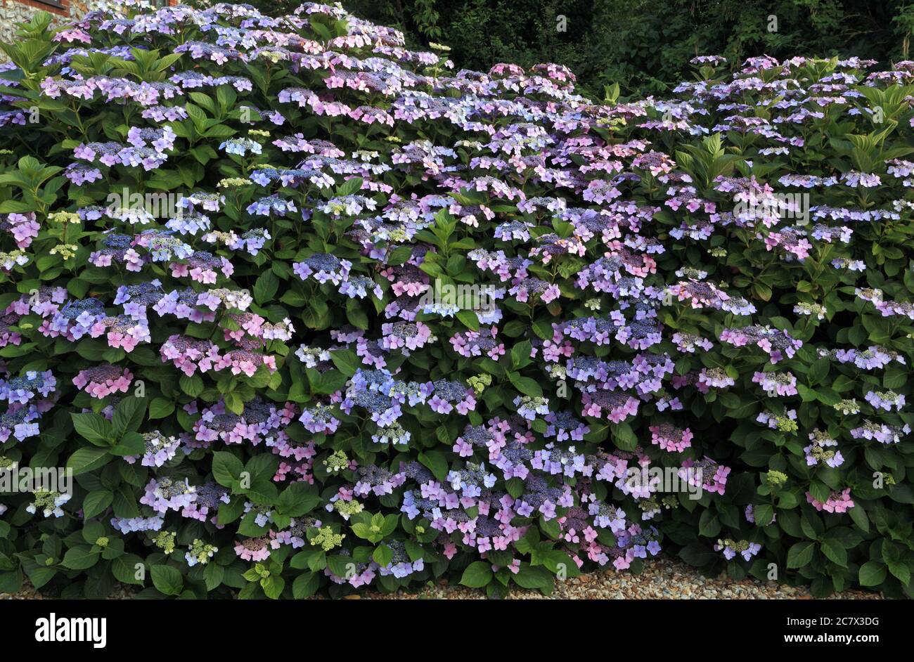 Hydrangea macrophylla 'Blue Wave', Hydrangea 'Mariesii Perfecta', lace cap Stock Photo